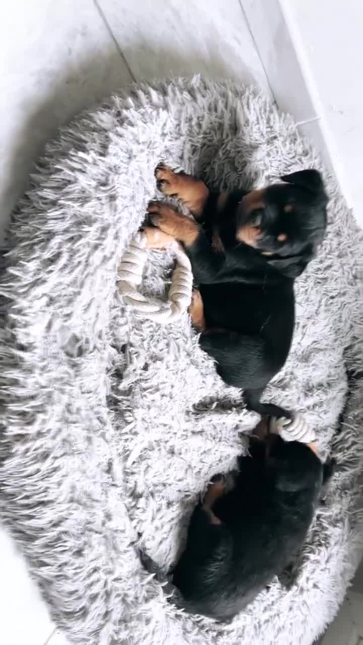 Rottweiler dogs for sale: Rottweiler Puppies Available in Ross-on-Wye - Video 2