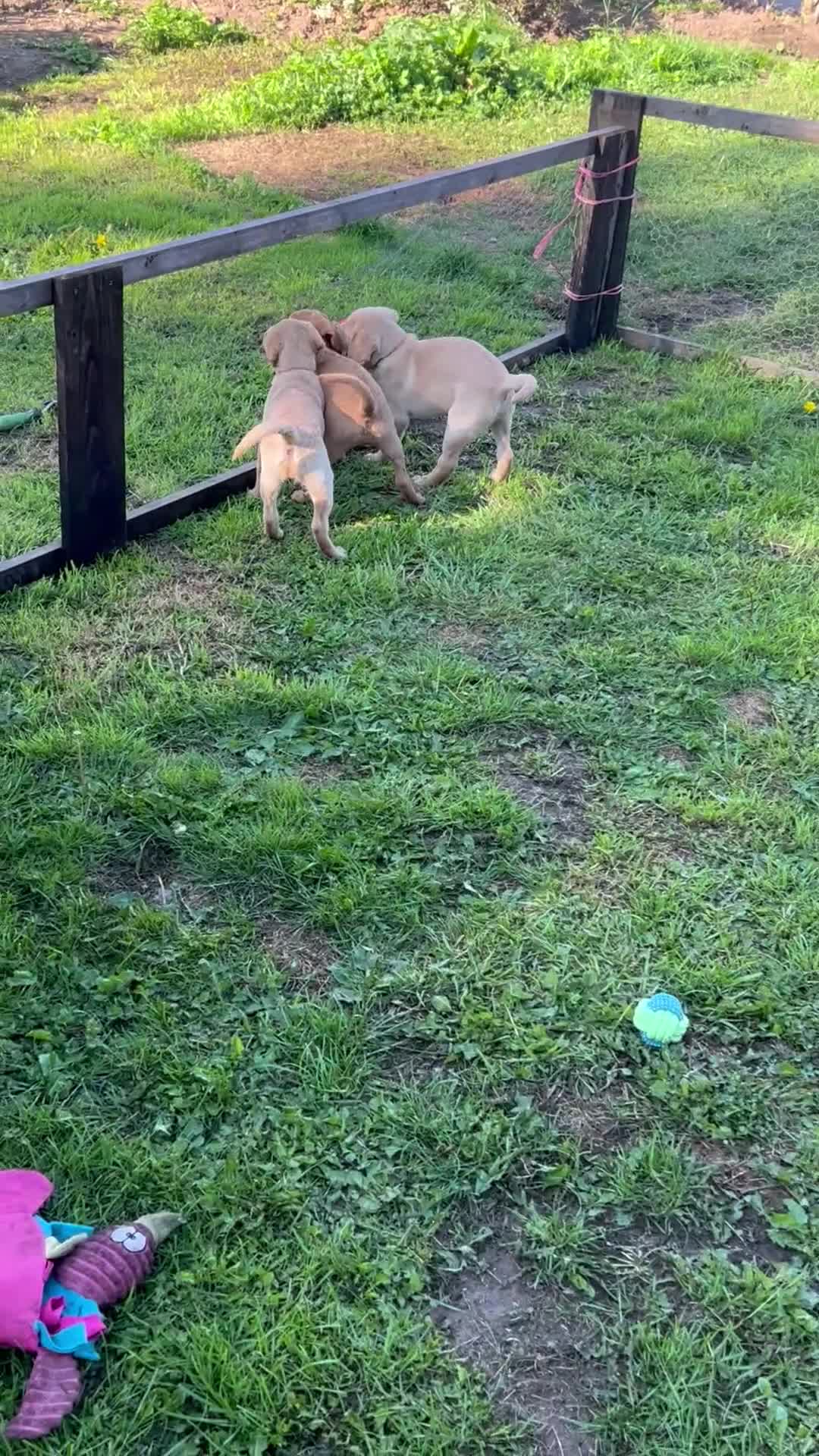 Labrador Retriever dogs for sale: Ready to go! KC reg Labradors (yellow/Foxred) - Video 2
