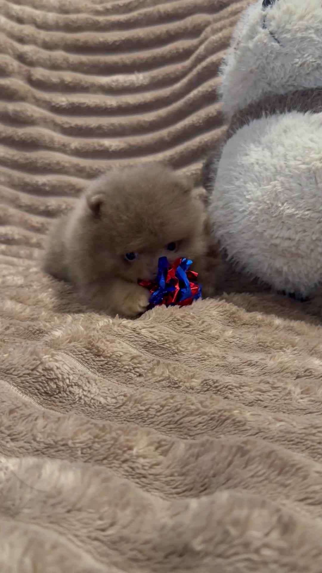 Pomeranian dogs for stud: Lilac and orange tan teddy Bear🪻🍊 - Video 2