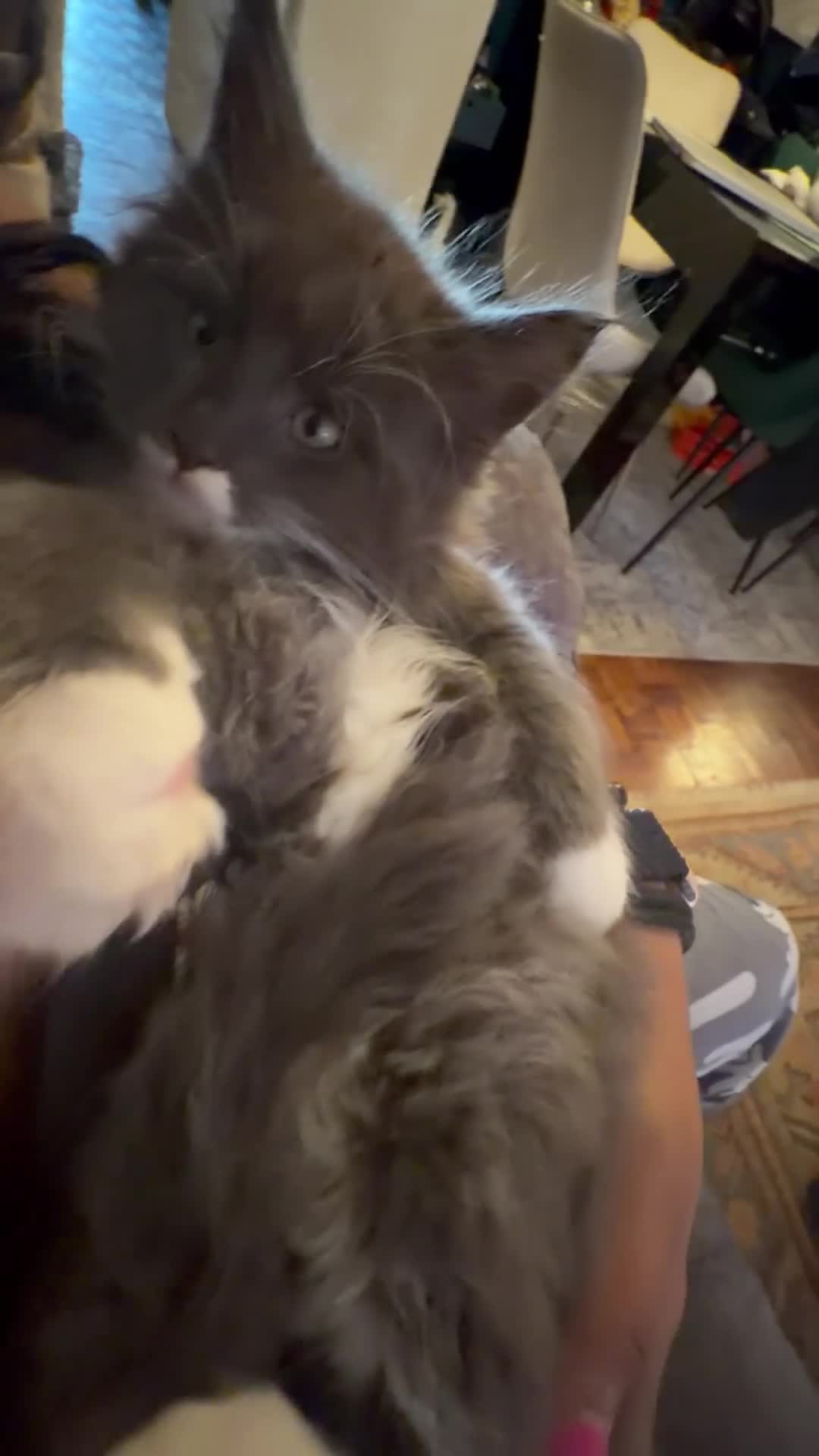 Maine Coon cats for sale: Ready to go on 13/8 XL Maine coons  - Video 4
