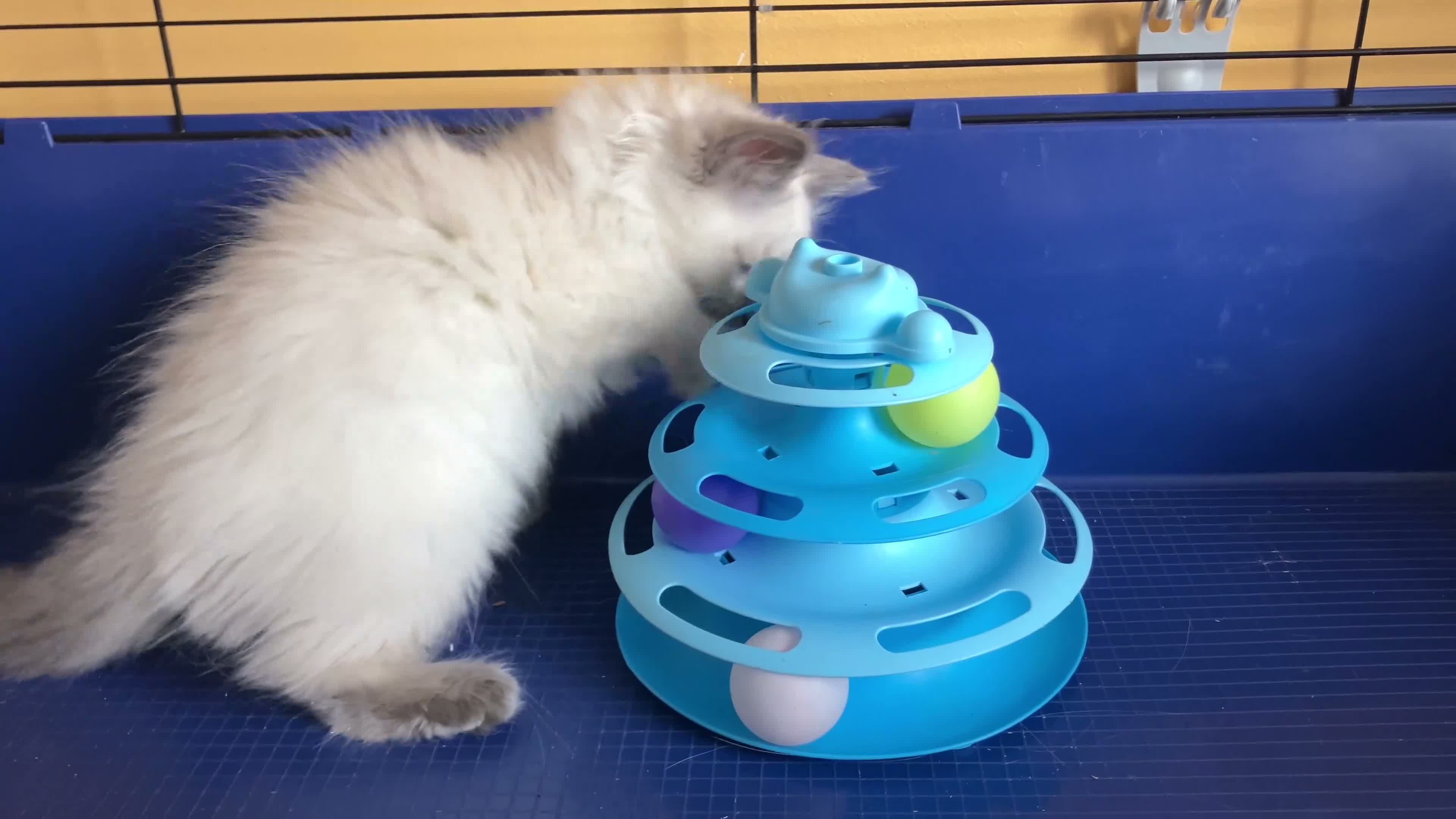 Ragdoll cats for sale: GCCF Ragdoll 🏆Champion Bloodline🌟5-Gen Pedigrees - Video 1