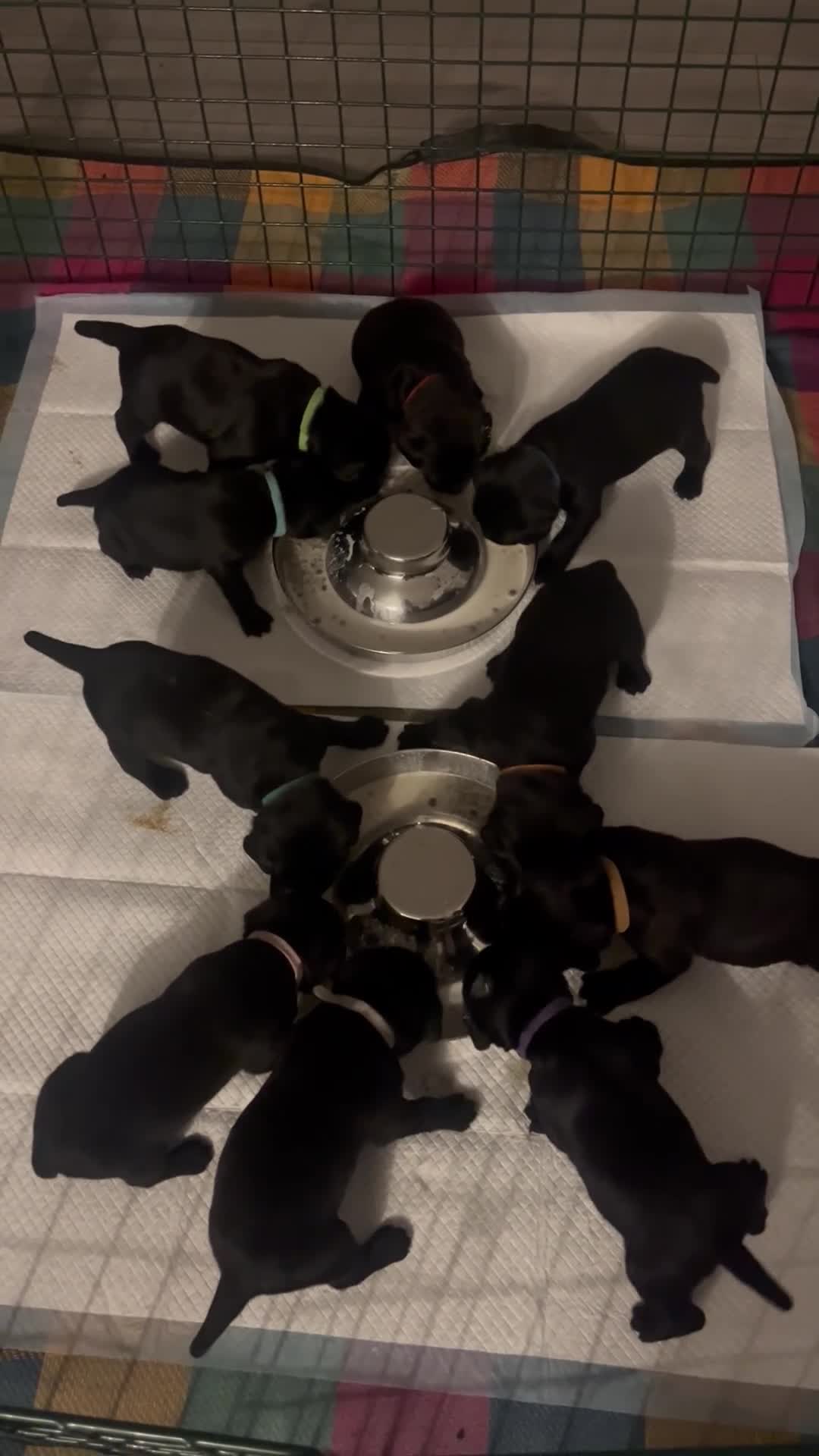 Mixed Breed dogs for sale: Pointer/lab pups - Video 1