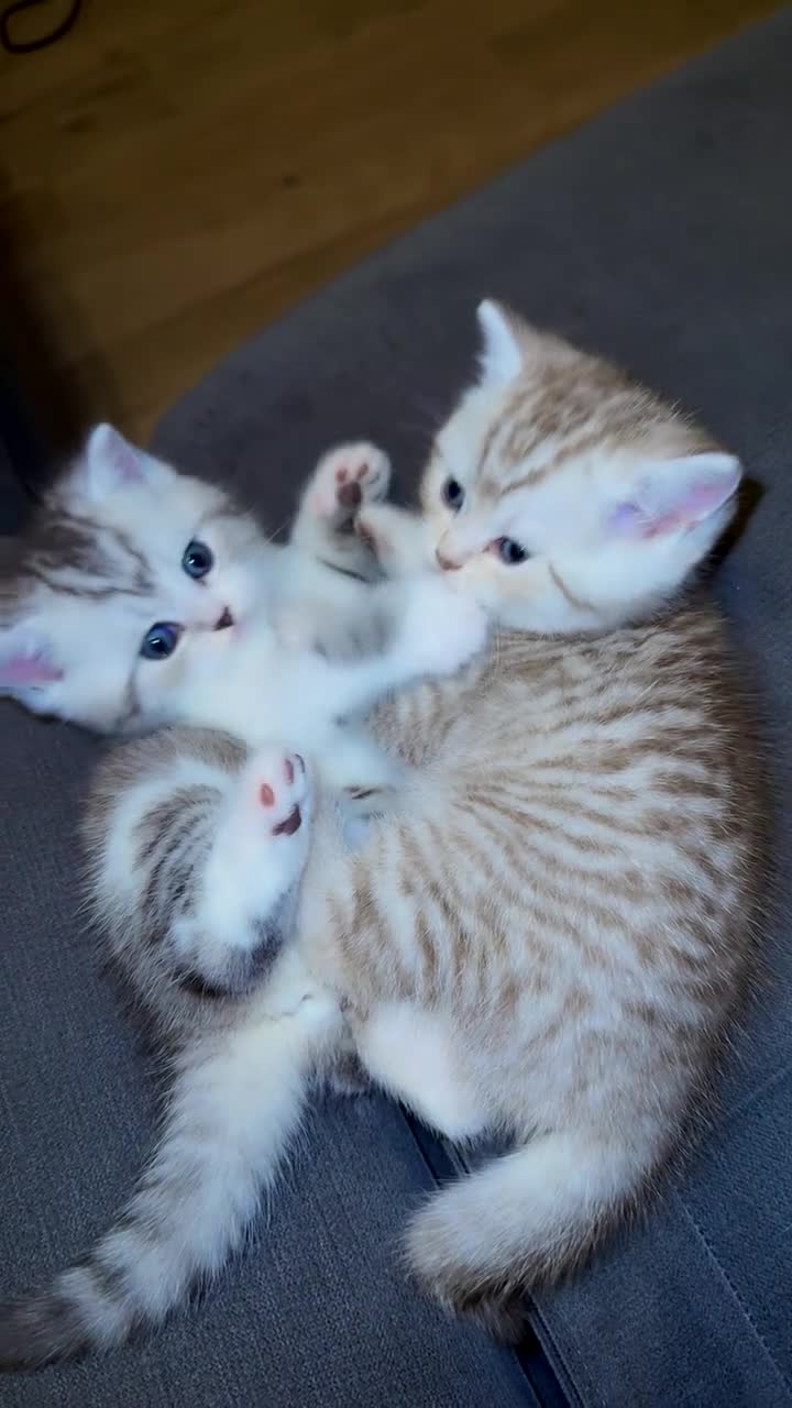 British Shorthair cats for sale: Pure breed kittens  in Sutton - Video 2