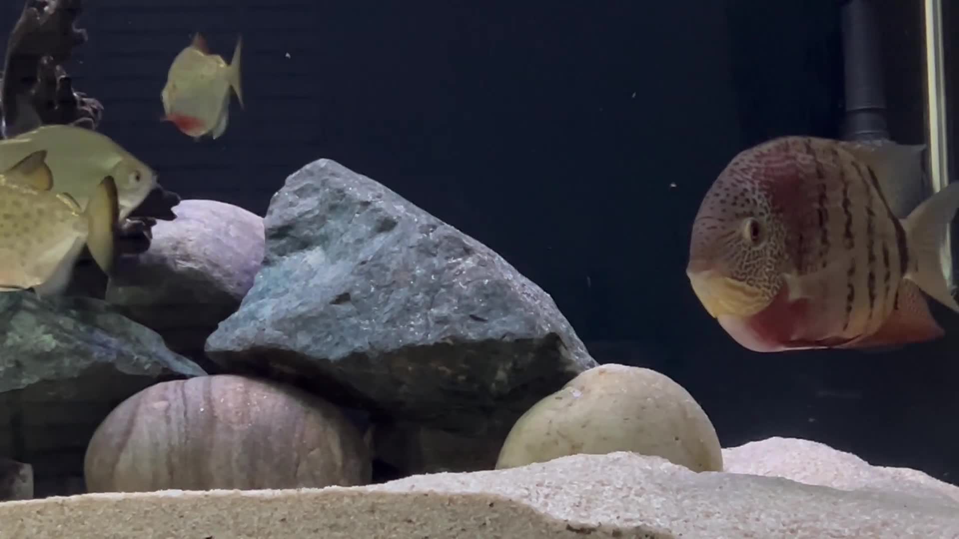 Cichlids fish for sale: Red Tiger Severum - Video 1