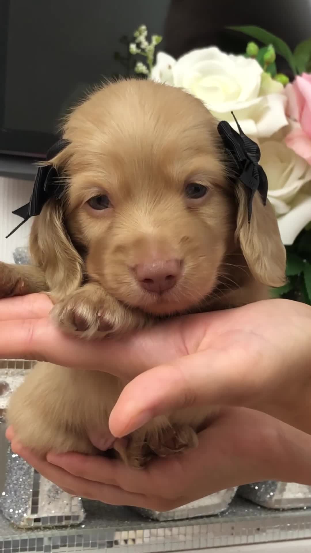 Miniature Dachshund dogs for sale: 𝕃𝕠𝕟𝕘 𝕙𝕒𝕚𝕣𝕖𝕕 𝕔𝕣𝕖𝕒𝕞 𝕡𝕦𝕡𝕡𝕚𝕖𝕤 🧸 - Video 3