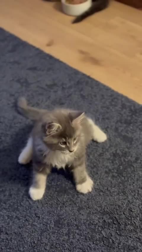 Maine Coon cats for sale: 🔔READY NOW🔔 KING-SIZE MAINE COON CUB - Video 1