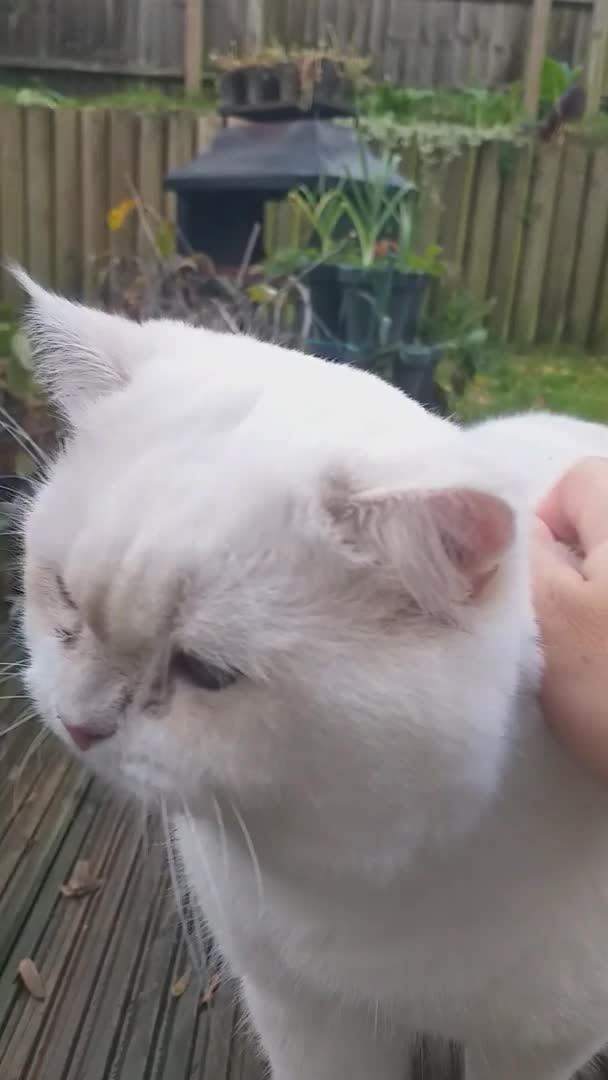 British Shorthair cats for stud: WCF & GCCF Registered cy12 BSH in Norwich - Video 1