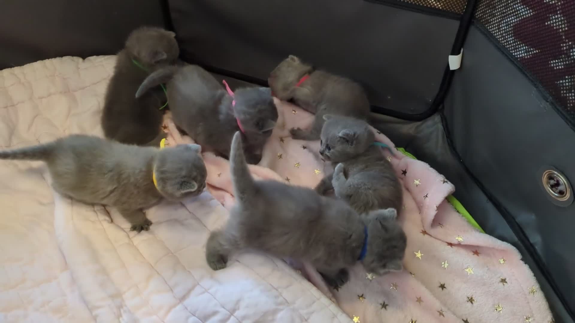 British Shorthair cats for sale: Purebred British Shorthair Kittens - Video 2
