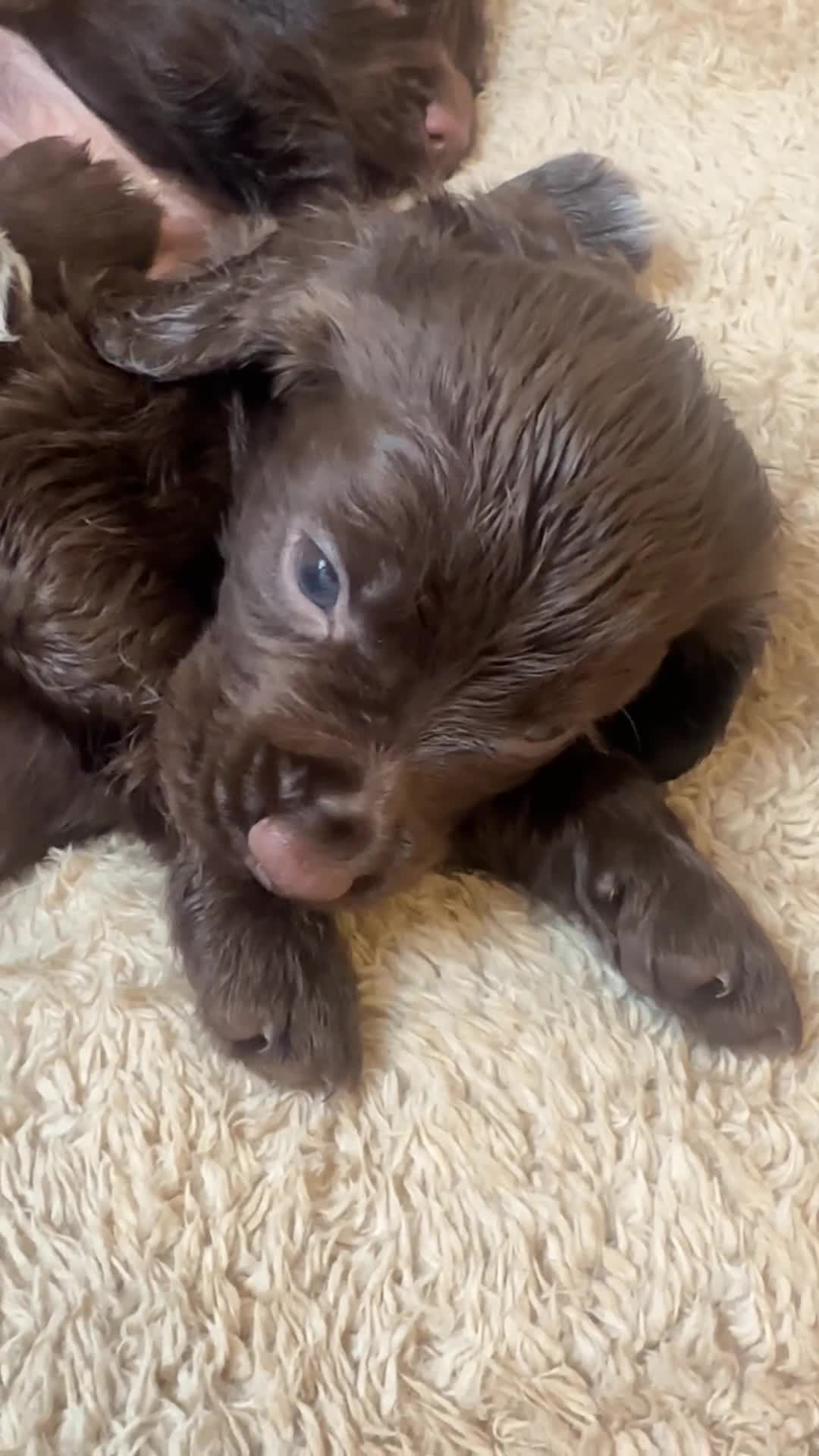 Cocker Spaniel dogs for sale: Working cocker spaniel puppies - Video 2