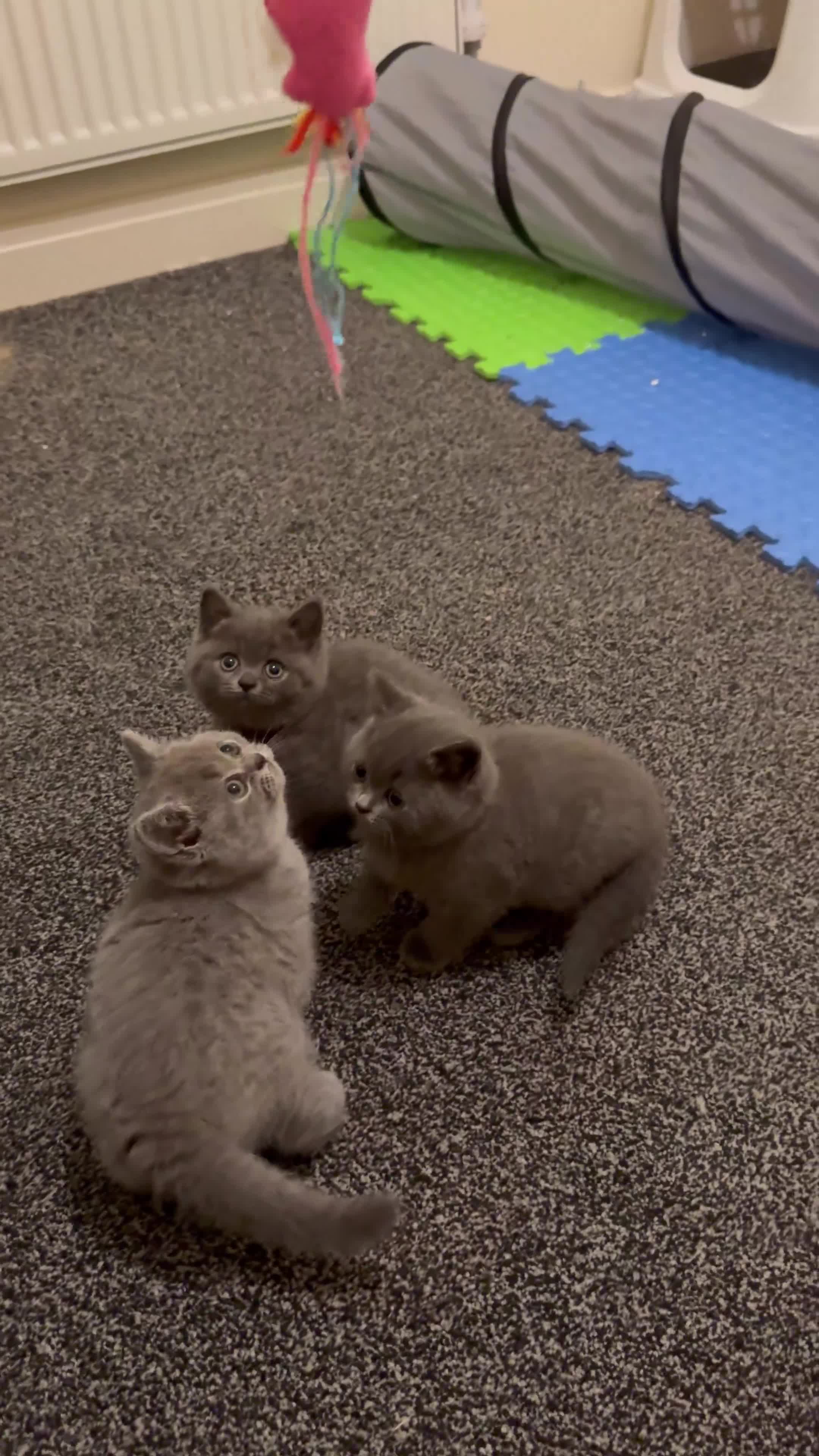 British Shorthair cats for sale: Britishshort hair kittens - Video 1