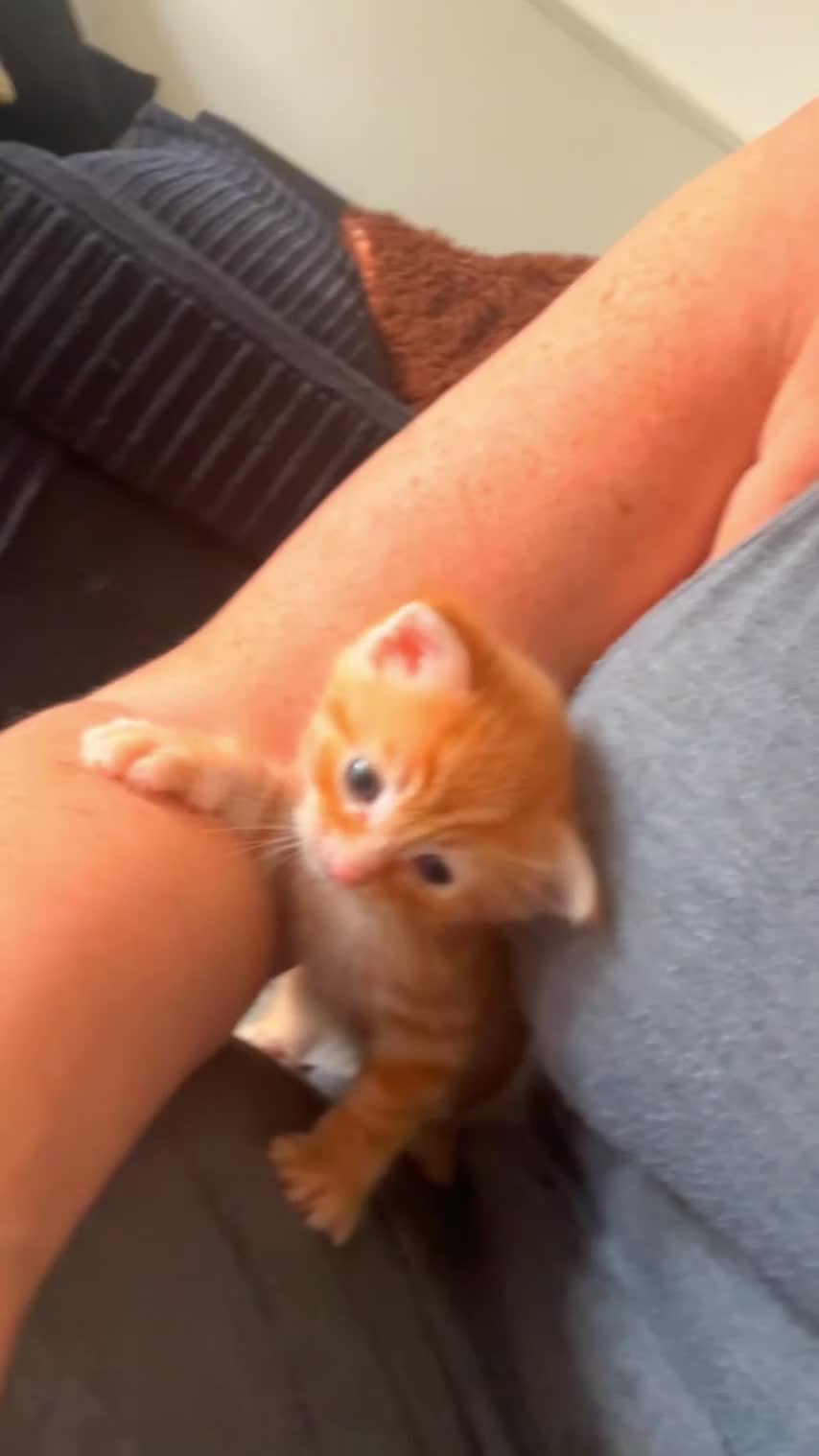 Mixed Breed cats for sale: 🐾 Adorable Kittens Looking for Loving Homes 🐾 in Milton Keynes - Video 2