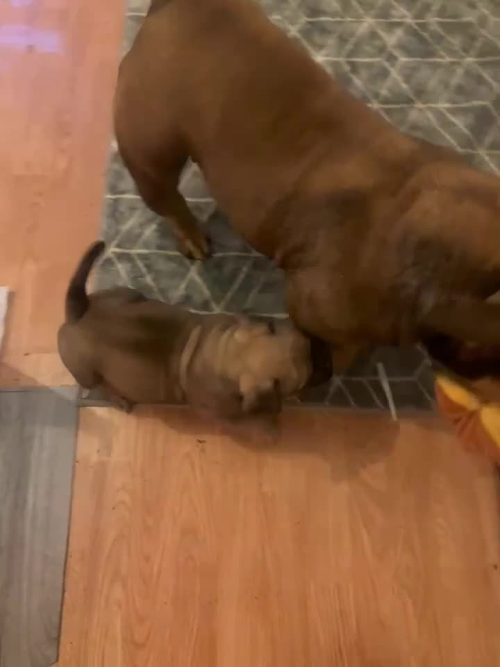 American Bully dogs for sale: Pocket bully male  - Video 1