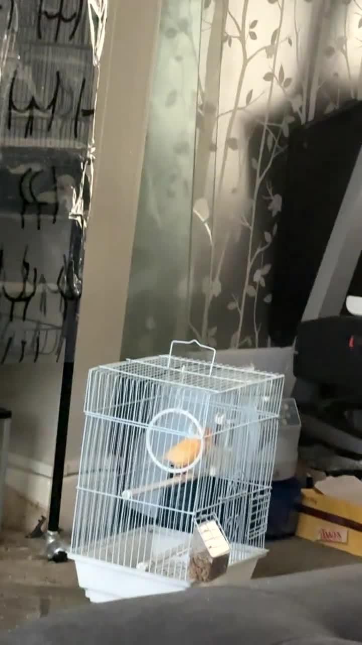 Canaries birds for sale: 10 canary birds for sale  - Video 1