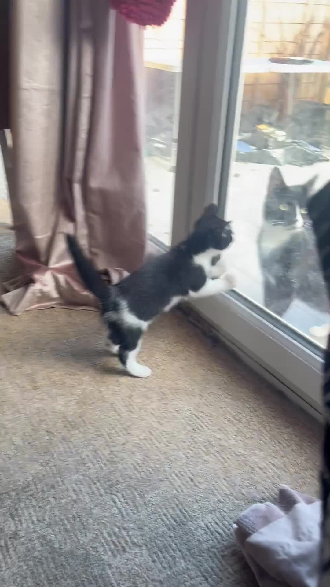 Mixed Breed cats for sale: 1 female kitten left - Video 1