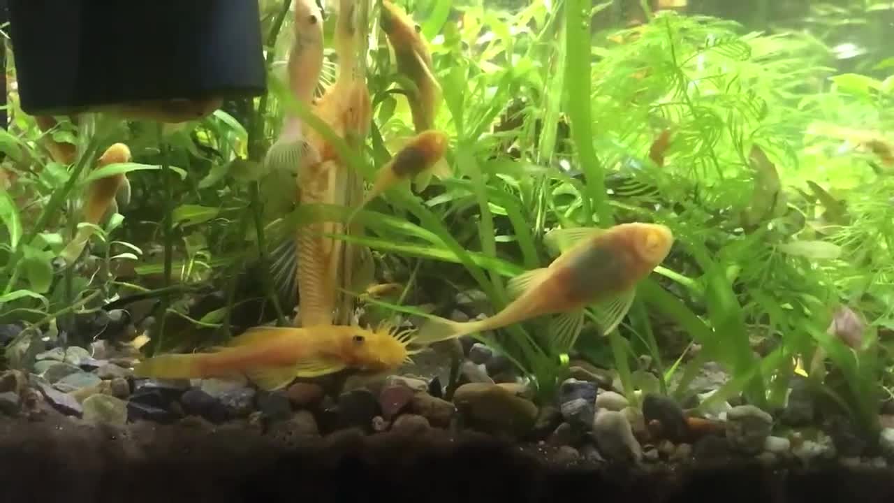 Plecos fish for sale: L144 Blue Eyed Bristlenose Pleco size 3 cm - Video 5