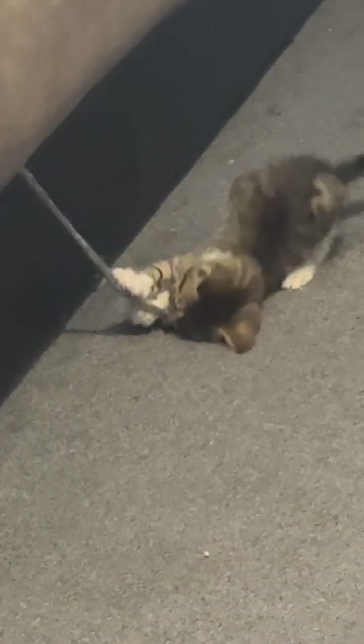 Bengal cats for sale:  ྀིྀི female bengal kitten  - Video 2