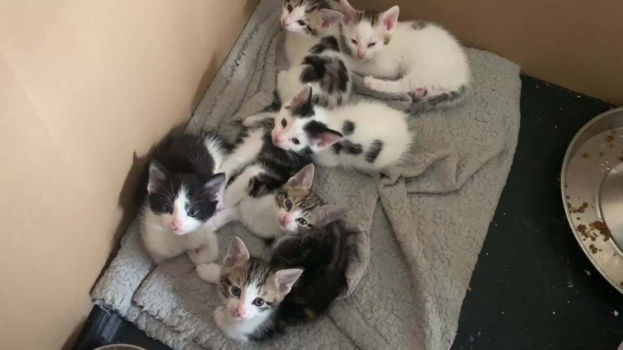 Mixed Breed cats for sale: 6 X BEAUTIFUL MIXED BREED KITTENS BORN 23.08.2025  - Video 1