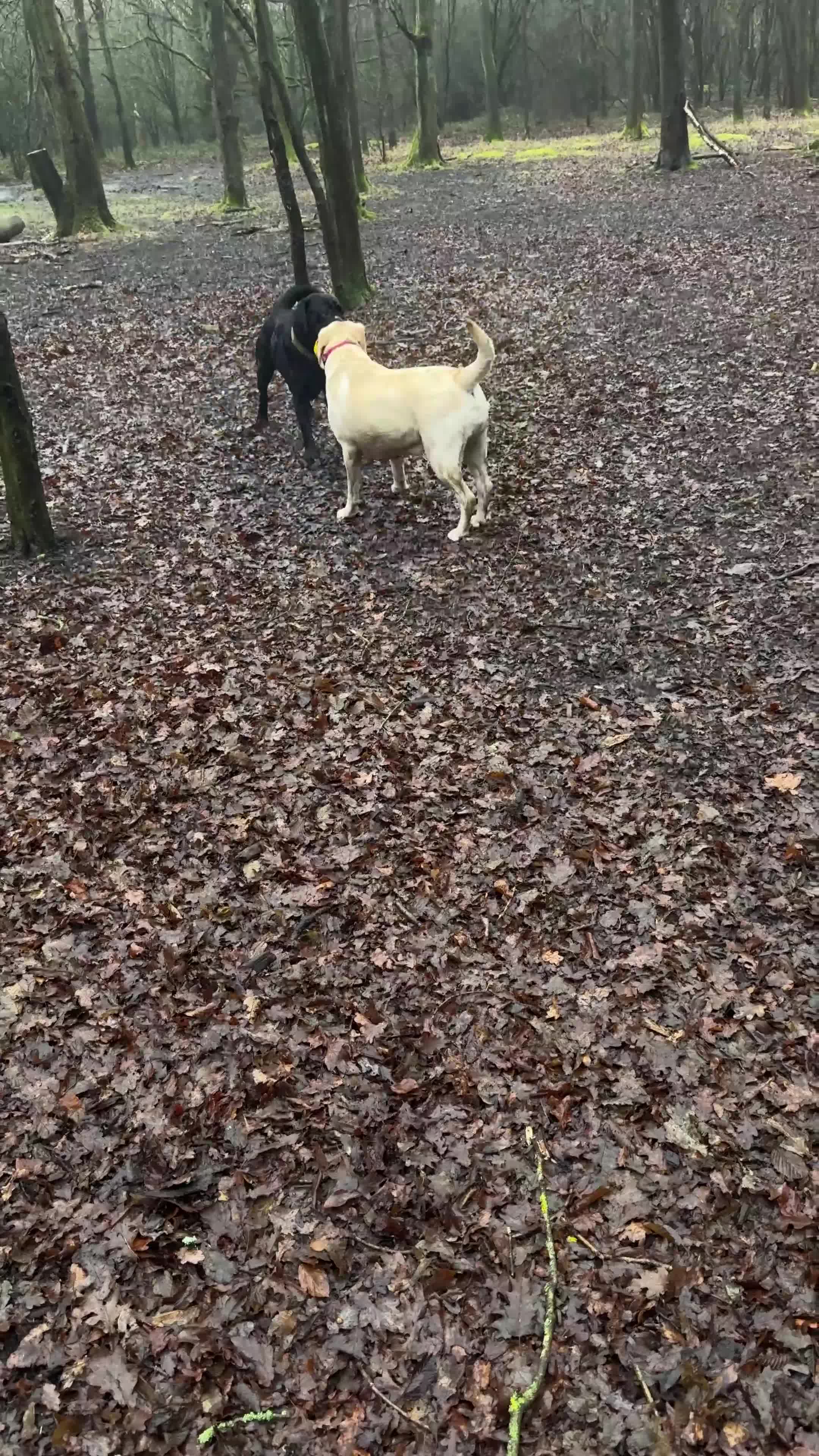Labrador Retriever dogs for stud: Labrador black - Video 2
