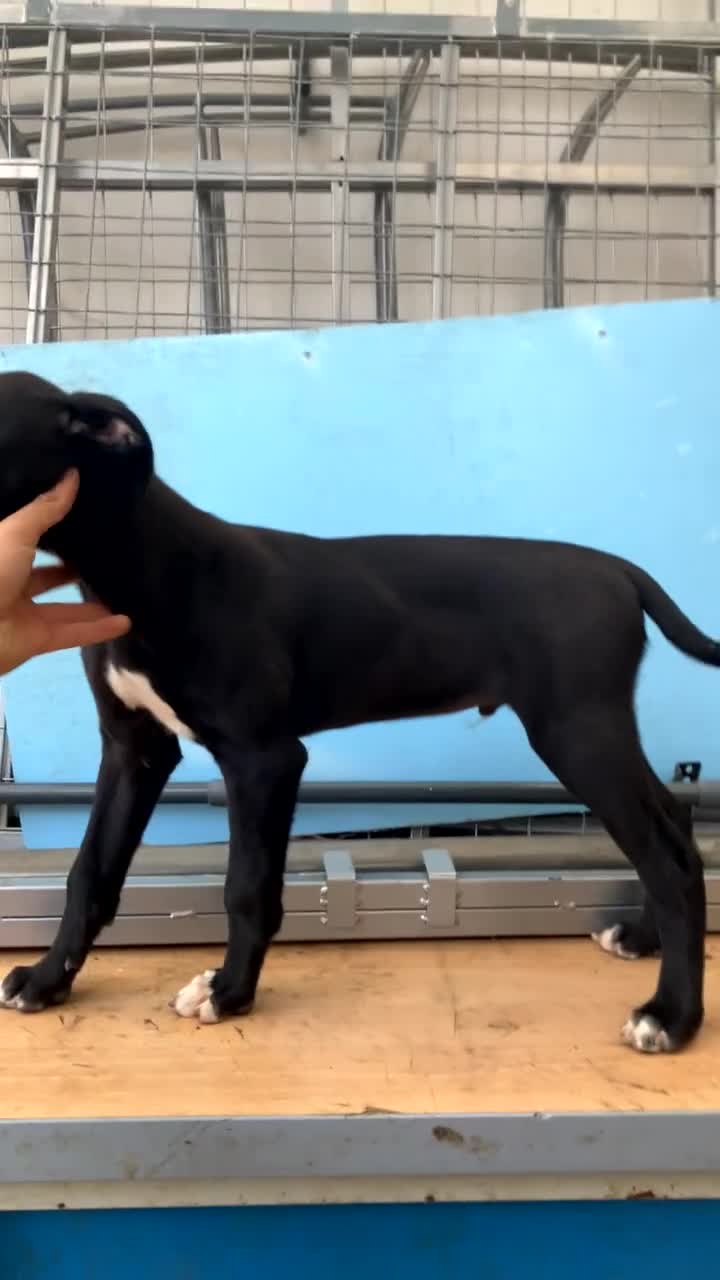 Lurcher dogs for sale: Gorgeous Lurcher pup!  - Video 1