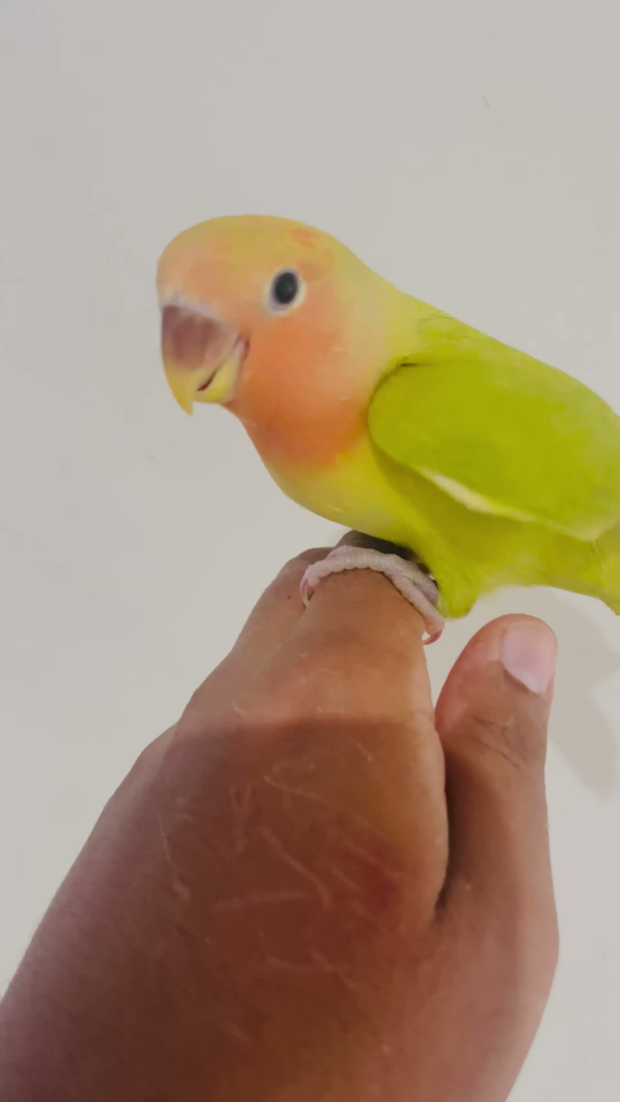 Lovebirds birds for sale: Hand reared lovebirds for sale  - Video 1