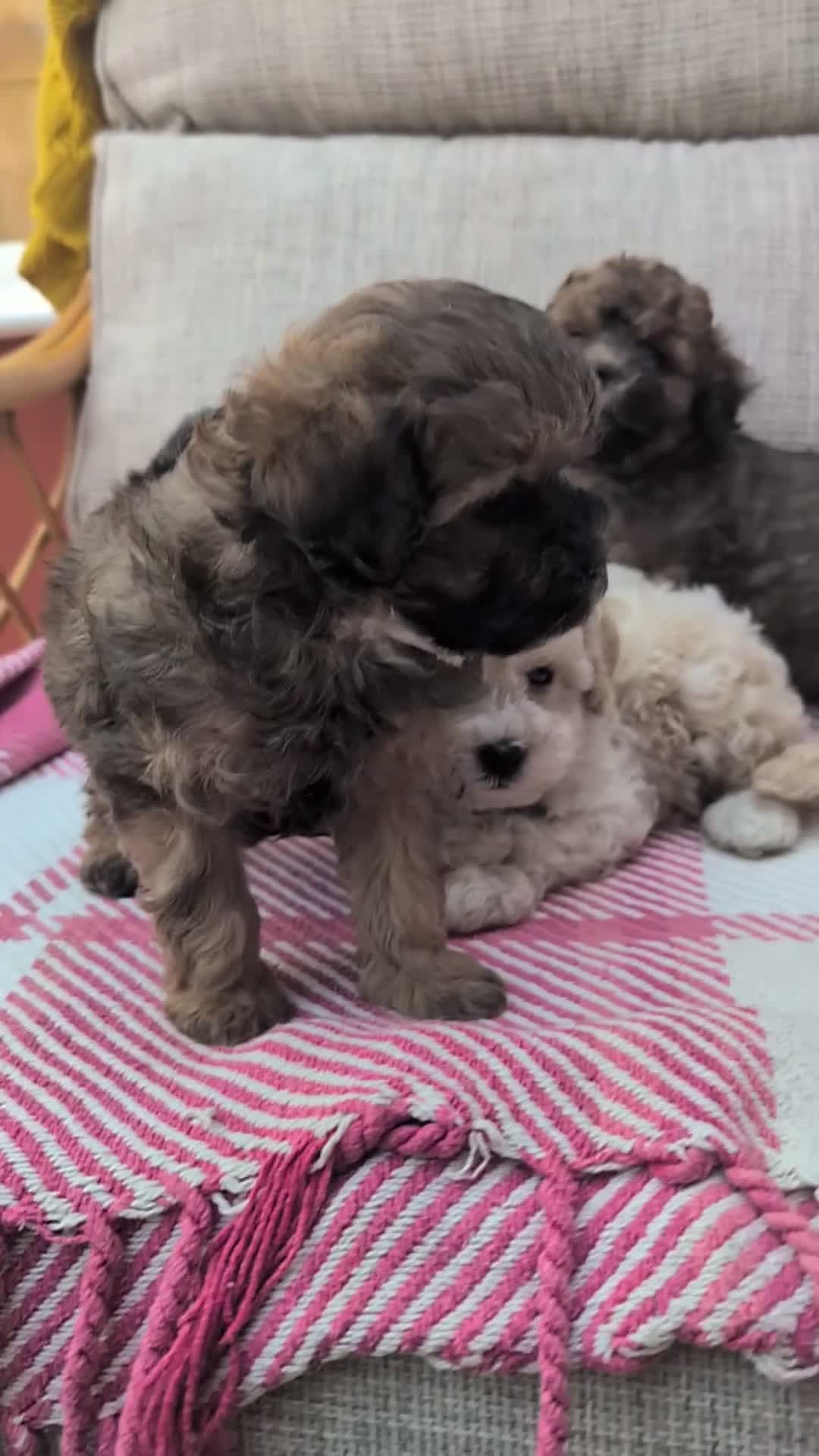 Shihpoo dogs for sale: ⭐ Toy Shihpoo Puppies ⭐ - Video 1