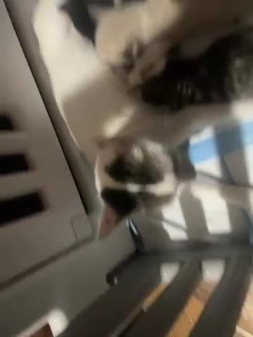British Shorthair cats for sale: Kittens for sale - Video 1