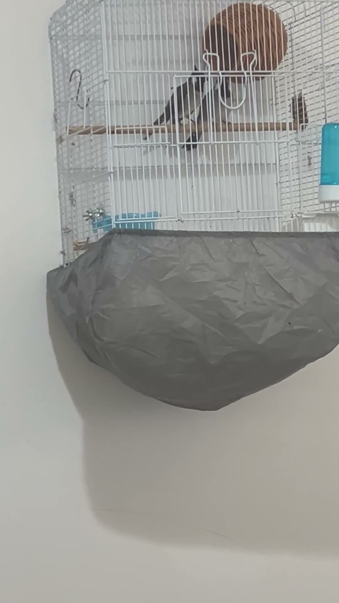 Mixed Breed birds for sale: Maxed in London - Video 1