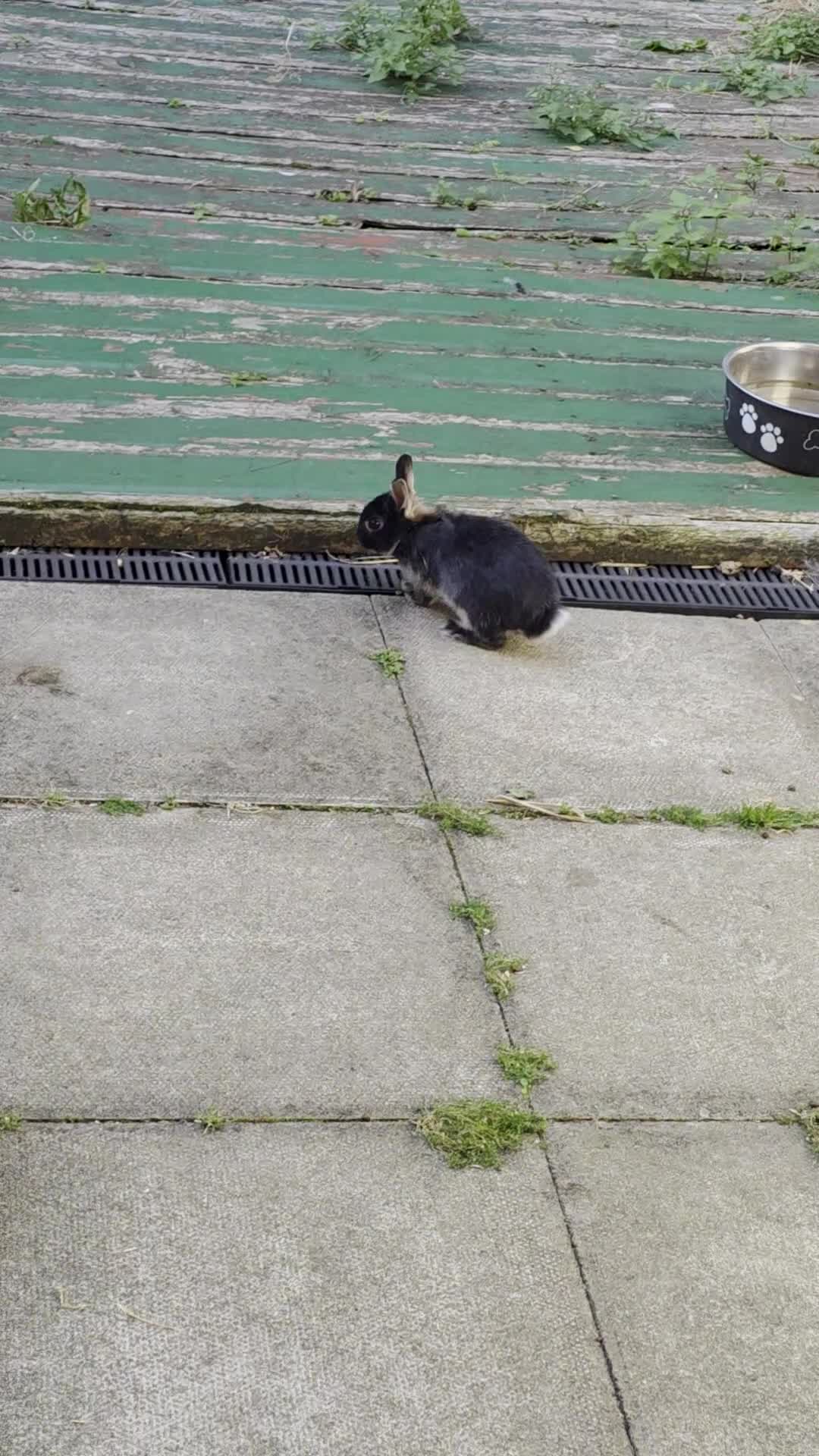 Netherland Dwarf rabbits for sale: Beautiful Netherland Dwarf bunnies - Video 2