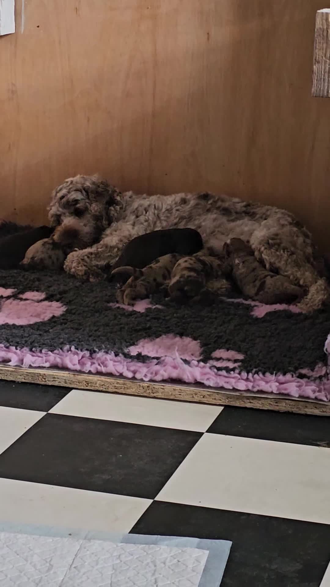 Cockapoo dogs for sale: Stunning litter of chocolate merle cockapoos - Video 1