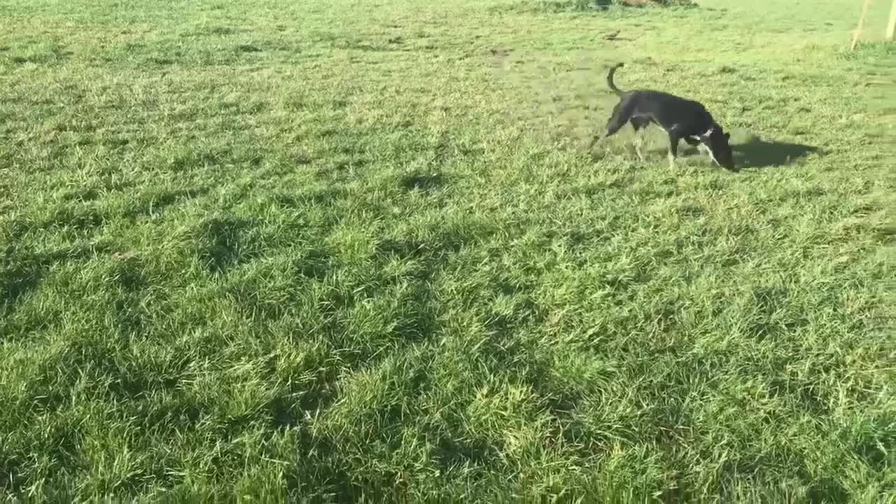 Mixed Breed dogs for adoption: Minnie is ready for her forever home - Video 4