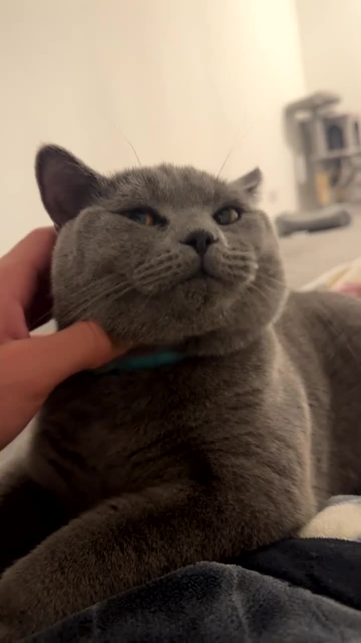 British Shorthair cats for sale: British shorthair  in Worthing - Video 1