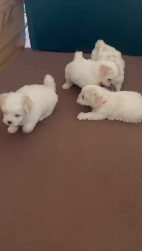 Bichon Frise dogs for sale: Bichon Frise  - Video 1