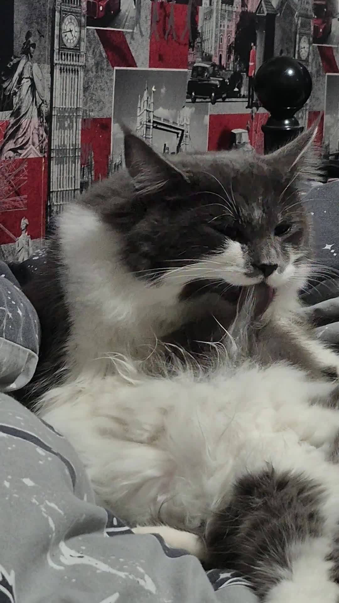 Maine Coon cats for sale: Maine Coon X British Shorhair for Adoption in Wolverhampton - Video 2