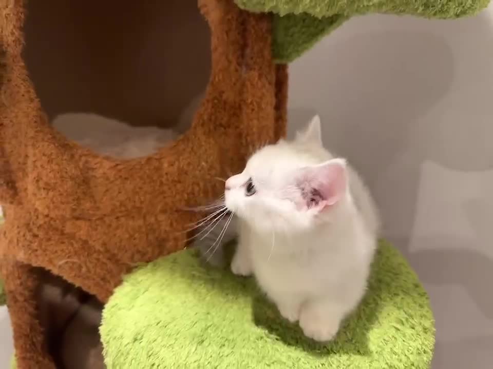 Munchkin cats for sale: Super stunning & rare Minuet - Video 1