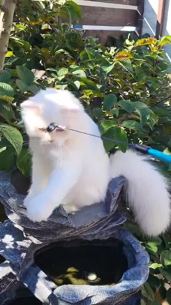 British Longhair cats for sale: British hair long - Video 2