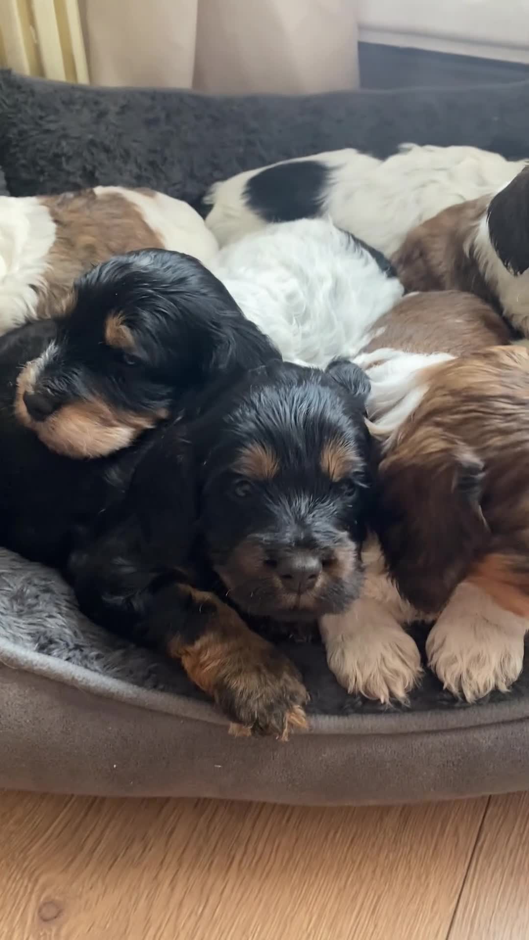 Cockapoo dogs for sale: Cockerpoo pups  - Video 2