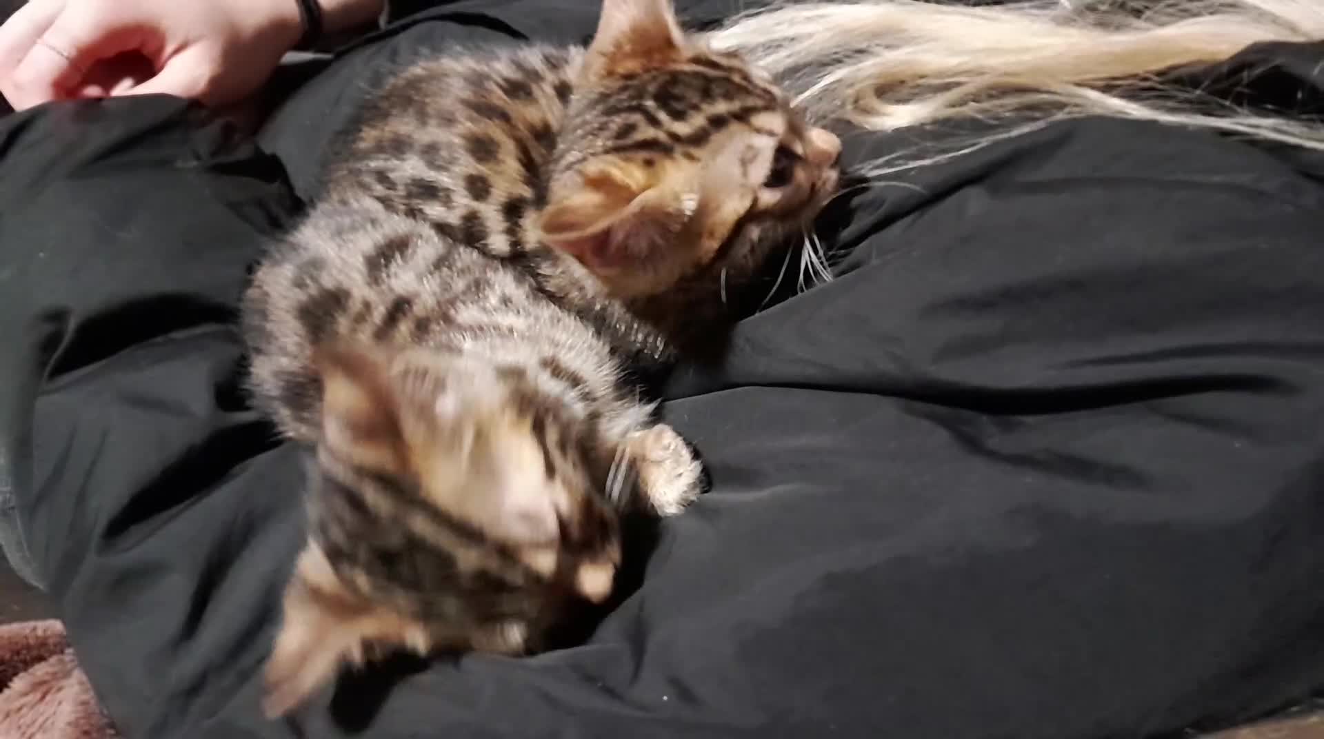 Bengal cats for sale: Stunning Bengal boys  - Video 1