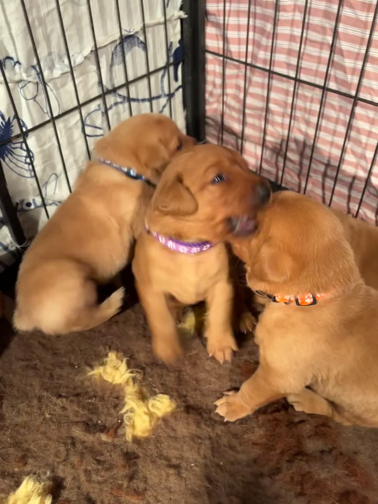 Labrador Retriever dogs for sale: Extensively Health tested Red fox Labradors 🧡 - Video 2