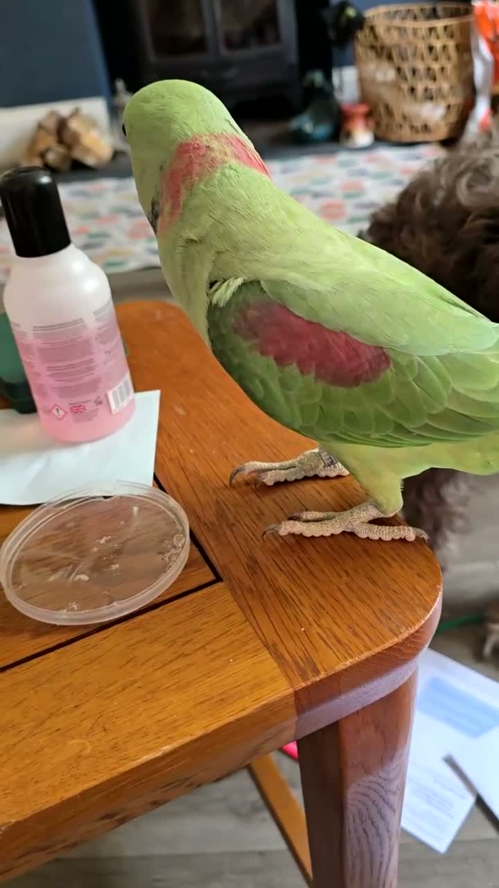 Parrots birds for sale: 3yr old Alexandrian Male Parrot  - Video 2