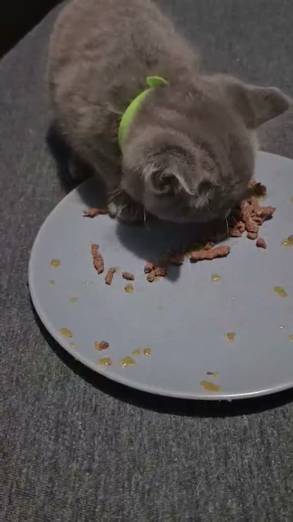 Mixed Breed cats for sale: Gorgeous grey kitten - Video 2