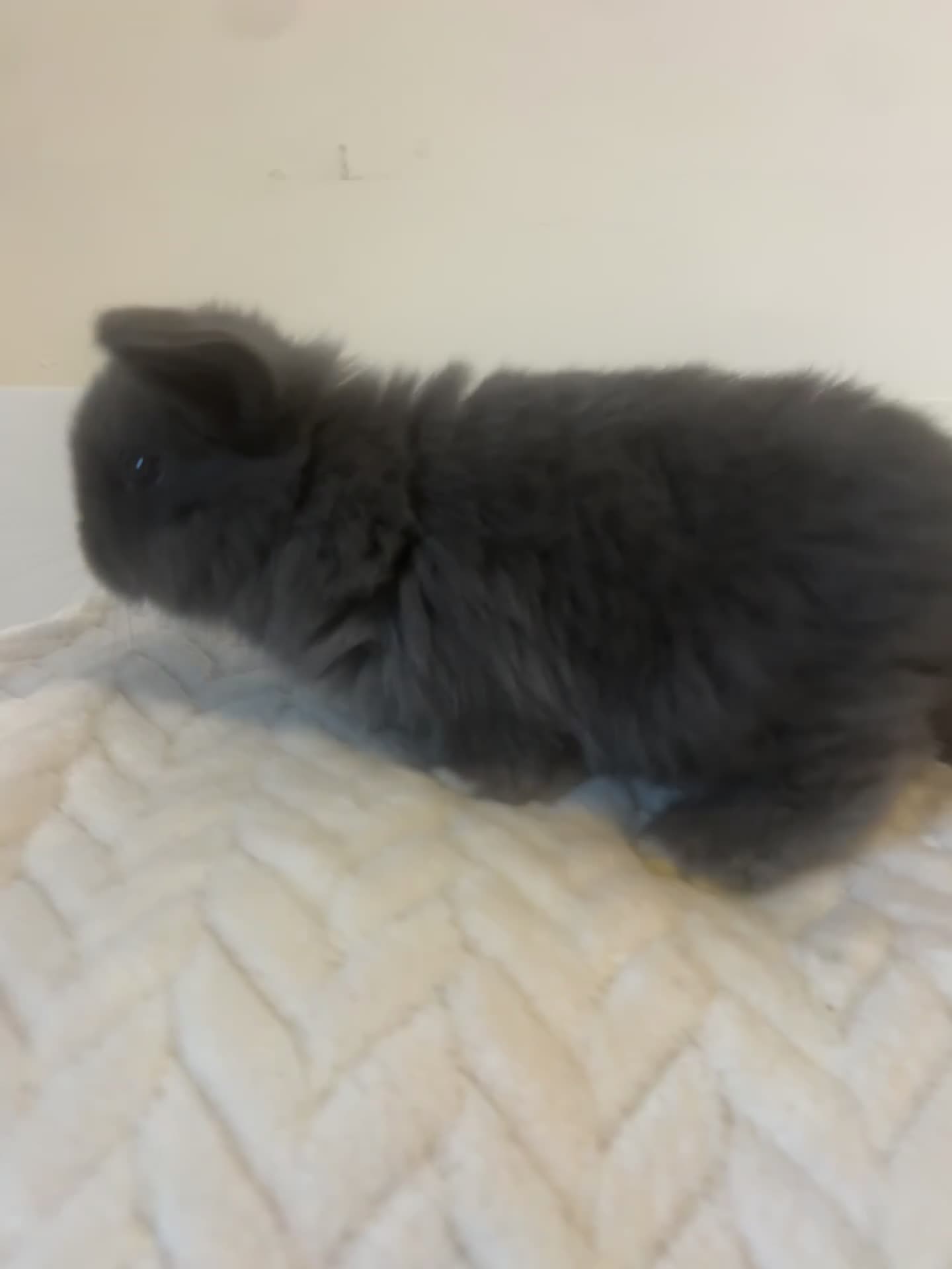 Mini Lop rabbits for sale: Gorgeous mini lops ready to reserve. - Video 1