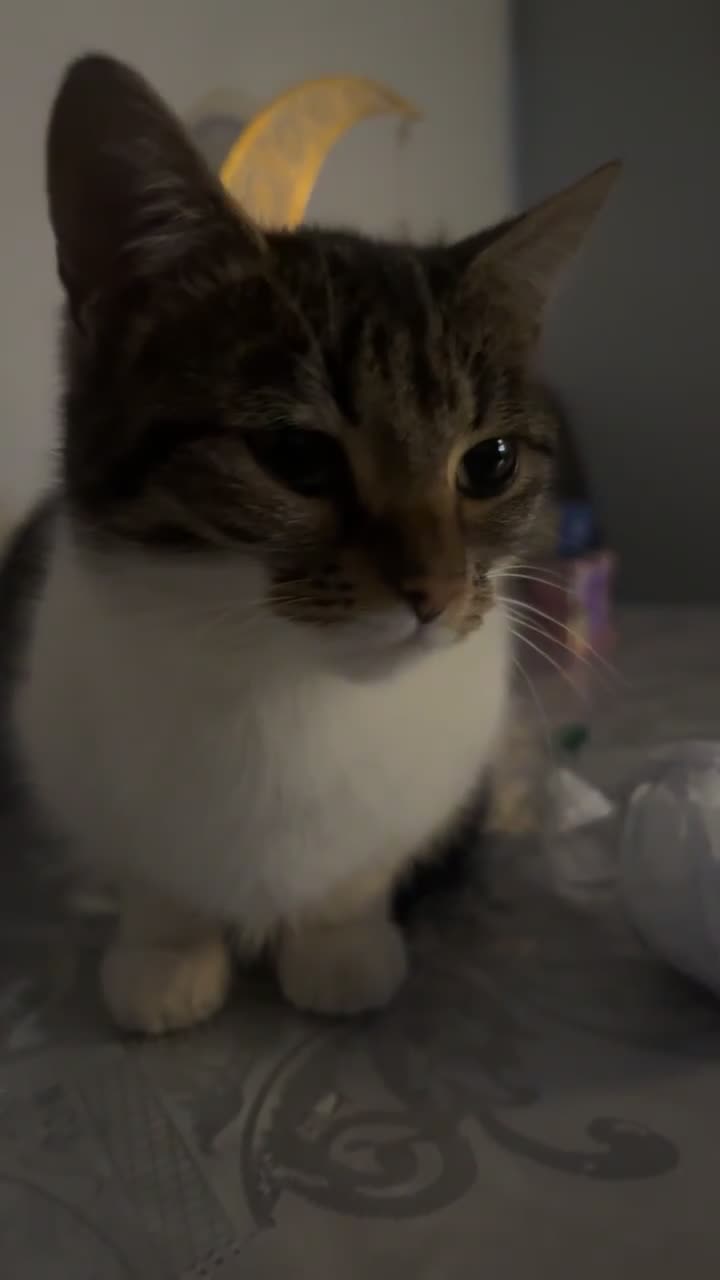 Domestic Shorthair cats for sale: Sweet 2Year-Old Female Cat Looking for a Loving Ho - Video 2