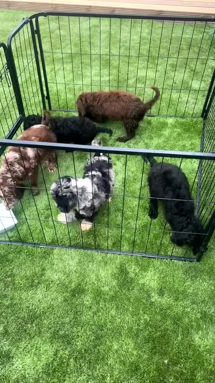 Sproodle dogs for sale: 2 GIRLS LEFT PRA CLEAR SPROODLES - Video 2