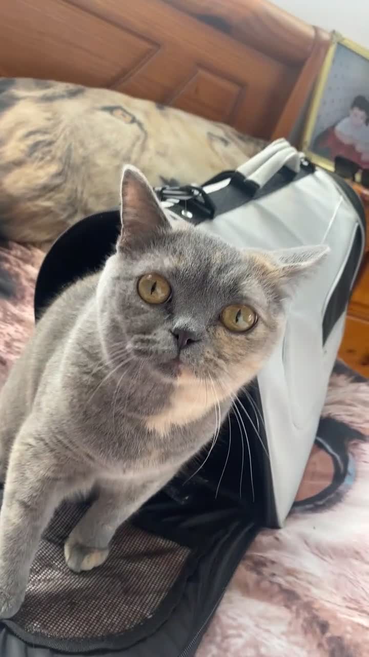 British Shorthair cats for sale: Adorable british shorthair  - Video 3