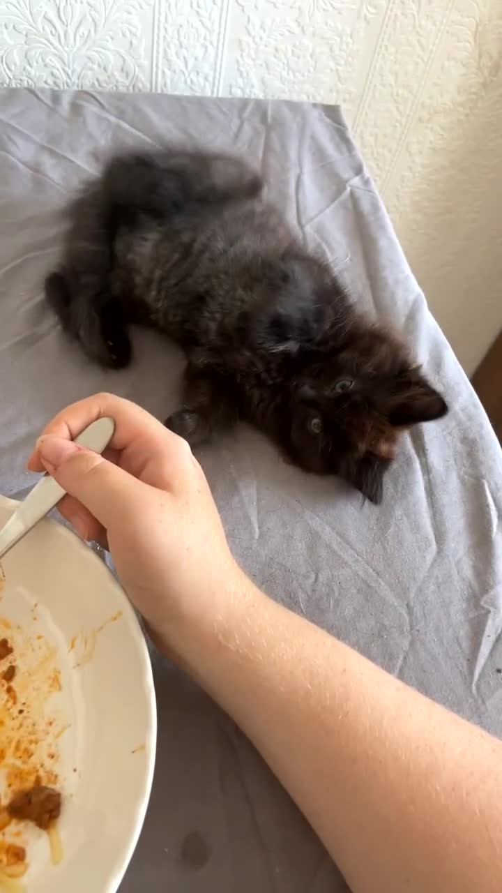 British Longhair cats for sale: kittens for sale (please read description❤️) - Video 2