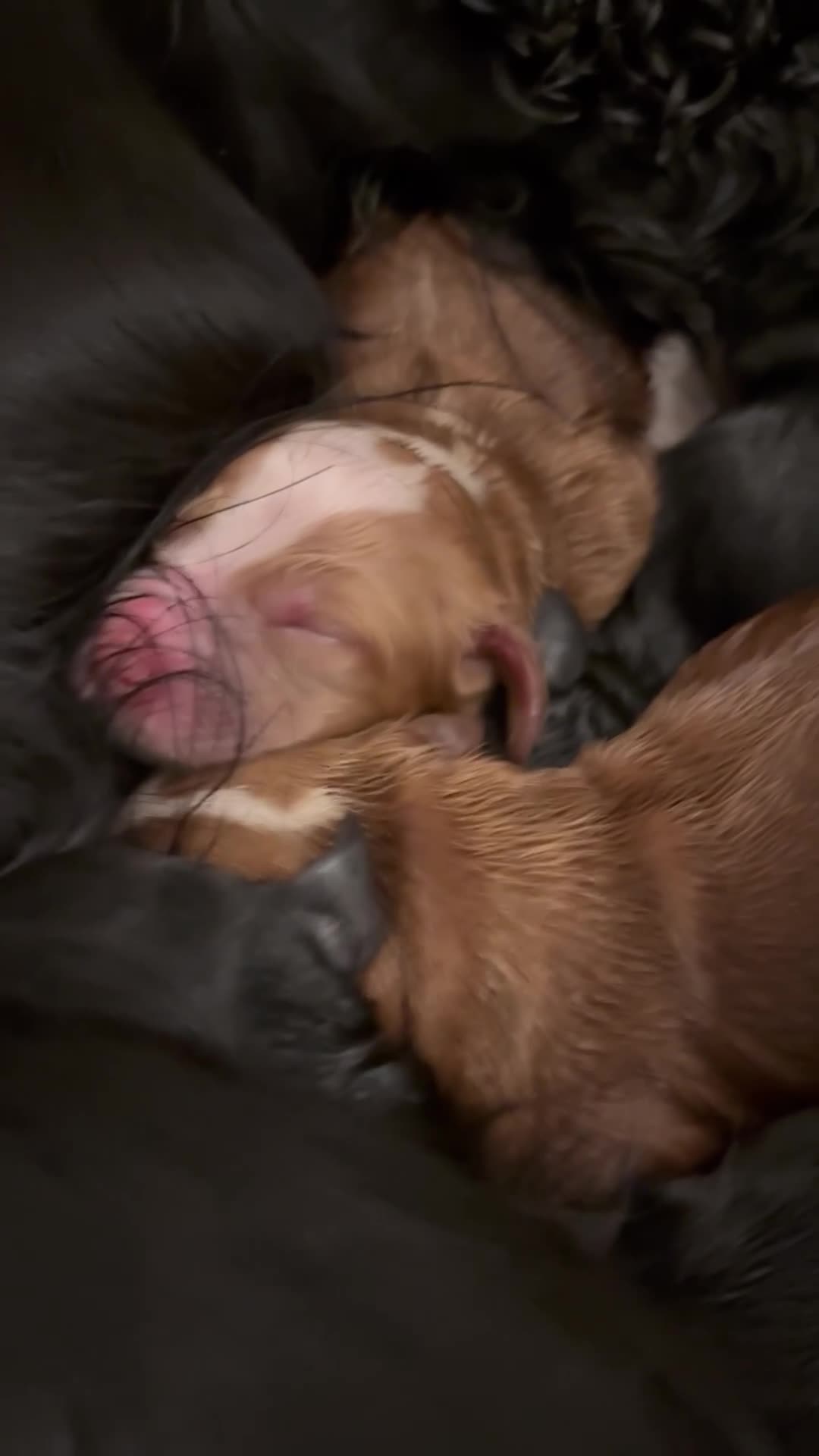 Cockapoo dogs for sale: F1 cockapoo  - Video 1