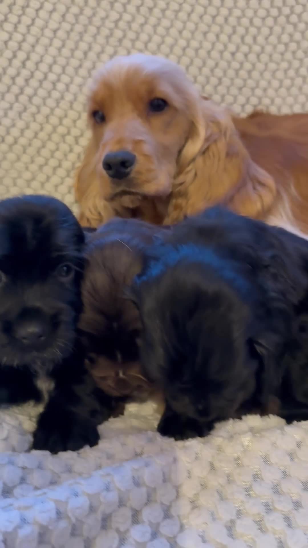 Cocker Spaniel dogs for sale: 1x black girl  READY NOW Show type  - Video 1