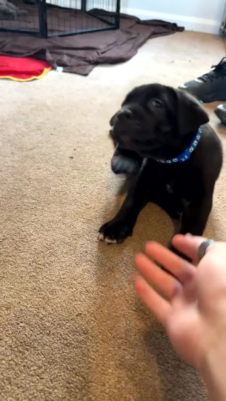 Cane Corso dogs for sale: 🐾🐾READY TO VIEWPure Breed Cane Corso Puppy’s🐾🐾 - Video 1