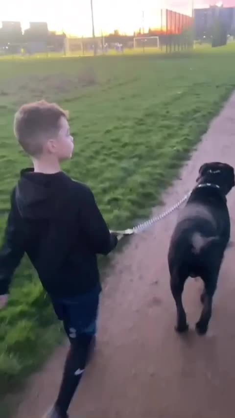 Cane Corso dogs for stud: FURY-JET BLACK CANE CORSO STUD   - Video 1