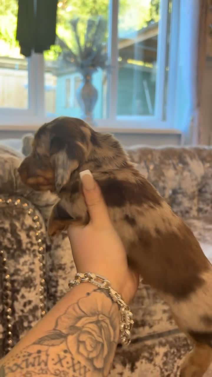 Miniature Dachshund dogs for sale: 2 boys miniature dashund  - Video 1